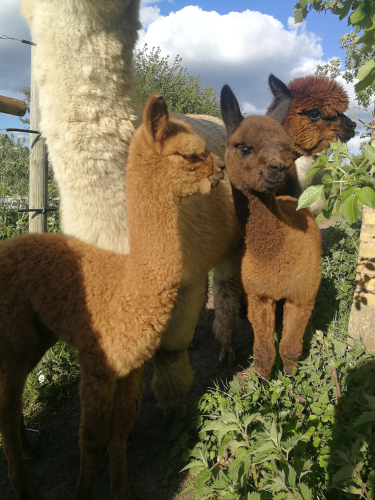 JCI København - Virksomhedsbesøg Alpacapark